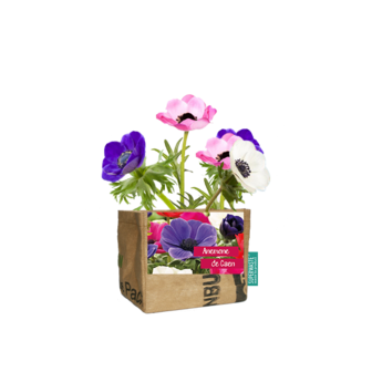 Superwaste Let it Grow Anemone bij Greenpicnic