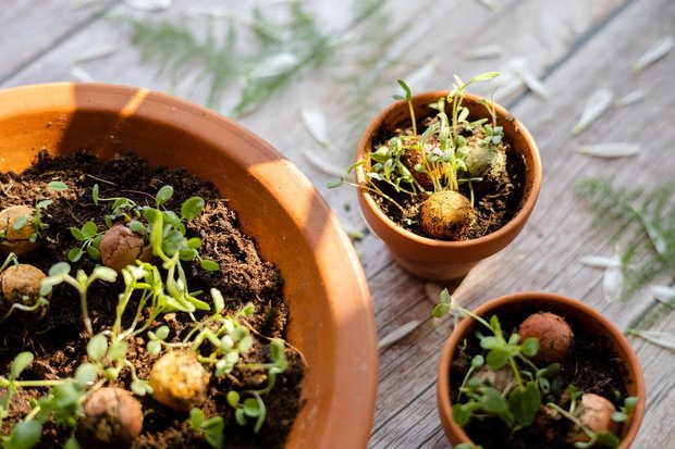 Blossombs Bloemzaadbommetjes gepoot in pot