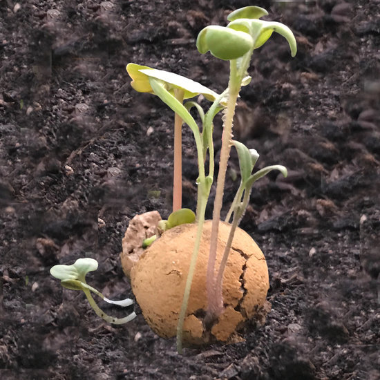 Uitkomen zaadjes in Blossombs