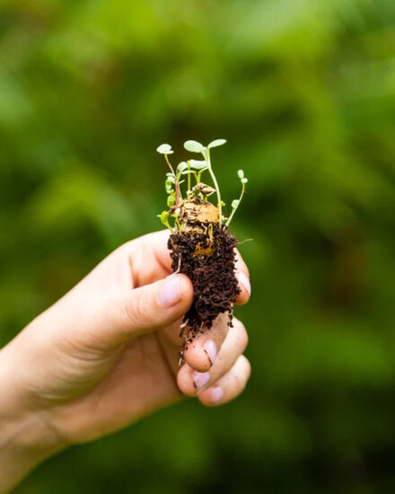 plantjes uit blossombs bloembolletjes