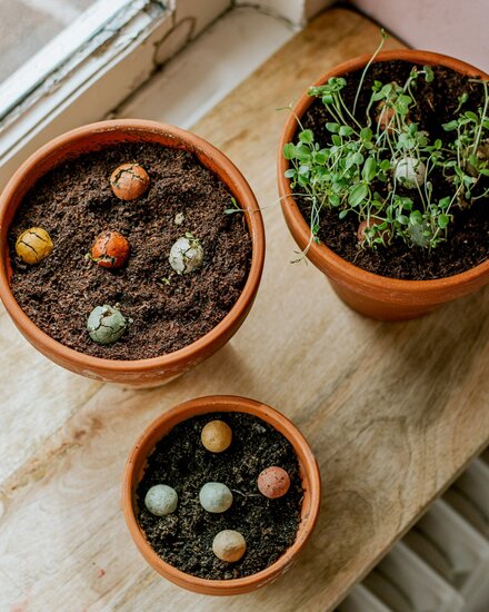 Blossombs bolletjes met biologische bloemzaden Greenpicnic