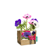 Superwaste Let it Grow Anemone bij Greenpicnic