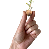 Blossombs Bloemenzaden voor bijen en vlinders