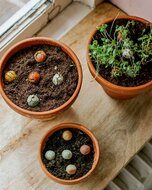 Blossombs bolletjes met biologische bloemzaden Greenpicnic