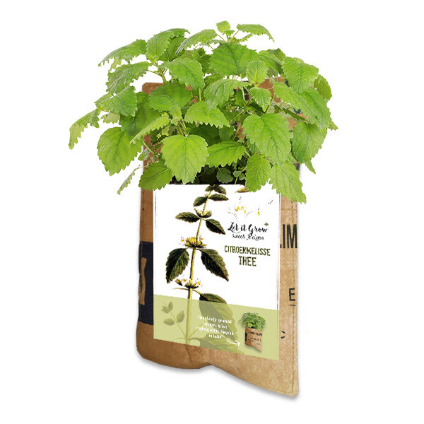 Superwaste Hang Kweektuin van gerecyclede theezakken - Citroenmelisse