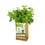 Superwaste Let it Grow Munt - Kweektuin, van gerecyclede theezakken Superwaste Let it Grow Munt - Kweektuin, van gerecyclede theezakken