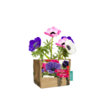 Superwaste Let it Grow mini kweektuintje van gerecyclede theezakken - Anemoon Superwaste Let it Grow mini kweektuintje van gerecyclede theezakken - Anemoon